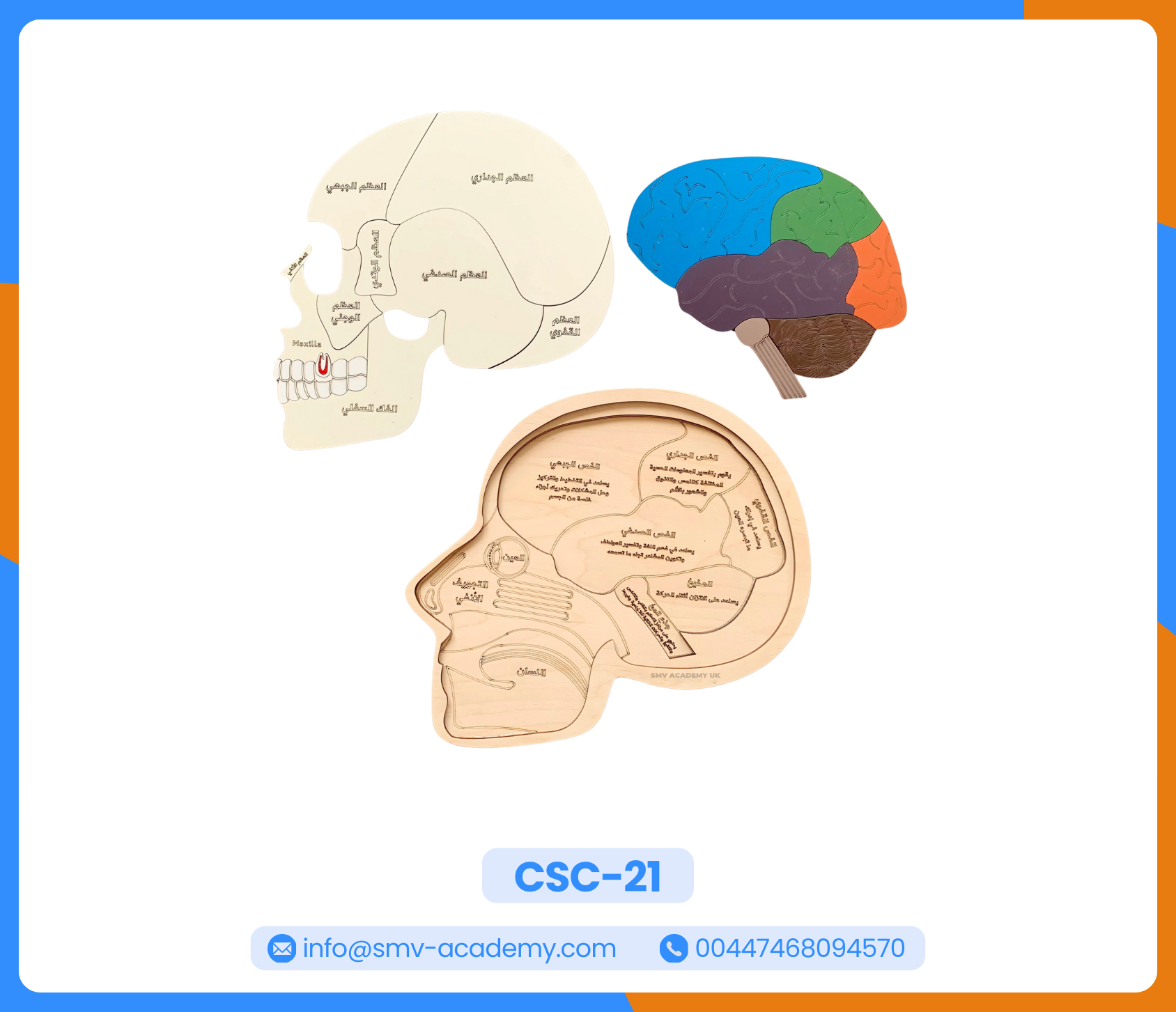 بازل طبقات الجمجمة ومخ الانسان